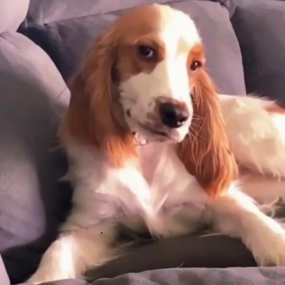 Meet your Posher, Joey - Picture 1 of 1